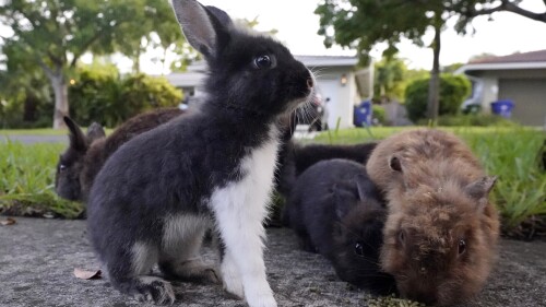 Coelhos se reúnem para comer comida deixada por um residente terça-feira, 11 de julho de 2023 em Wilton Manors, Flórida.  O bairro da Flórida está enfrentando uma população crescente de coelhos de estimação nas ruas depois que um criador os libertou ilegalmente.  Os moradores estão tentando arrecadar US$ 20.000 a US$ 40.000 para resgatá-los e levá-los para suas casas.  (Foto AP/Wilfredo Lee)