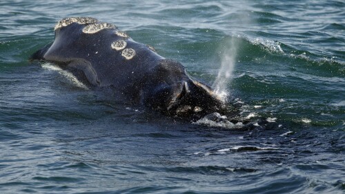 FILE - A North Atlantic right whale feeds on the surface of Cape Cod Bay off the coast of Plymouth, Massachusetts, March 28, 2018. A review of the state of vanishing whale species finds the animals are in worse shape than previously thought, federal ocean regulators said Monday, July 17, 2023 ( AP Photo/Michael Dwyer, File)
