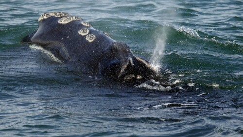 ARCHIVO - Una ballena franca del Atlántico norte se alimenta en la superficie de la bahía de Cape Cod frente a Plymouth, Massachusetts, el 28 de marzo de 2018. Una revisión del estado de las especies de ballenas en peligro de extinción ha revelado que la población del animal está en peor forma de lo que se pensaba anteriormente, informó el gobierno federal. dijeron los reguladores oceánicos el lunes 17 de julio de 2023. (AP Photo/Michael Dwyer, File)