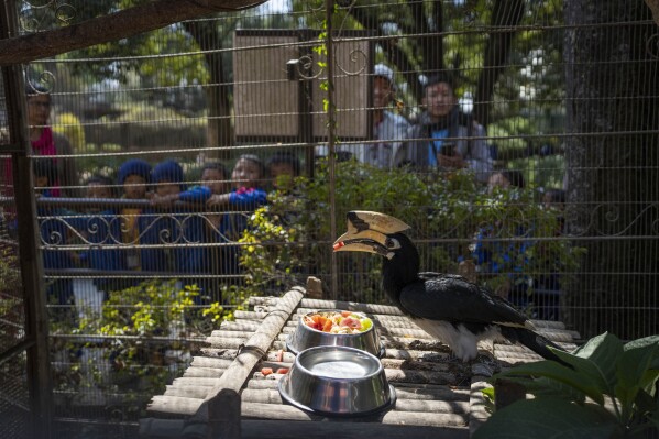 Visitors watch a hornbill bird eating food at the Central Zoo in Lalitpur, Nepal, on Feb. 23, 2024. The only zoo in Nepal is home to more than 1,100 animals of 114 species, including the Bengal Tiger, Snow Leopard, Red Panda, One-Horned Rhino and the Asian Elephant. (AP Photo/Niranjan Shrestha)