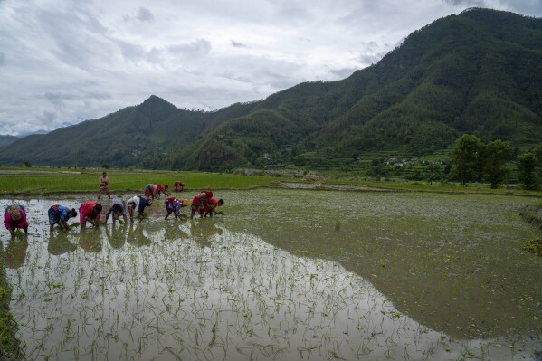 Farmers plant paddy during Asar Pandra or national paddy day festival at Bahunbesi, Nuwakot District, 30 miles north of Kathmandu, Nepal, Friday, June 30, 2023. Nepalese people celebrate the festival by planting paddy, playing in the mud, singing traditional songs, eating yogurt and beaten rice. (AP Photo/Niranjan Shrestha)