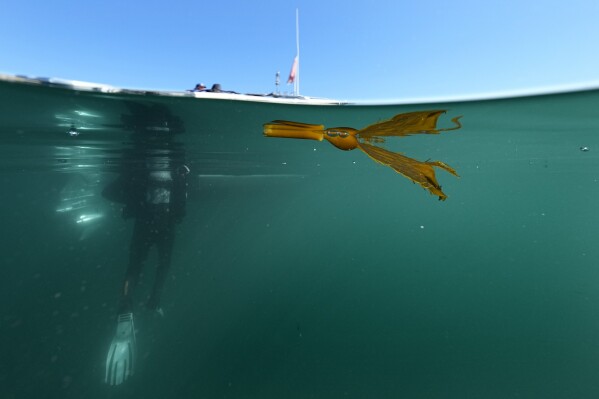 One small section of kelp floats on the surface as scientific diver Ryan Yee, below left, waits to climb back into the boat after culling urchins at a project site by the Bay Foundation off the Palos Verdes Peninsula, Tuesday, Nov. 28, 2023, near Rancho Palos Verdes, Calif. Once a vast kelp forest, the area is now largely barren, overrun by urchins. The Foundation's Kelp Forest Restoration Project aims to remove much of the urchins in the hope of bringing back the kelp forests. (AP Photo/Gregory Bull)