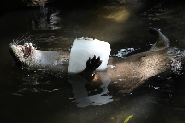 A river otter holds a block of ice with smelt at the Palm Beach Zoo & Conservation Society Thursday, July 18, 2024, in West Palm Beach, Fla. The staff at the zoo use a variety of techniques to keep their animals cool during the hot summer months. (ĢӰԺ Photo/Lynne Sladky)