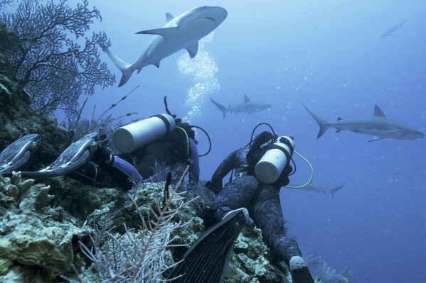 This image released by Discovery shows dive tech and Bahamian shark expert Sky Minnis, left, and Dr. Tristan Guttridge surrounded by tiger sharks during their first dive together, in a scene from "Monster of the Bermuda Triangle," premiering July 24 during Shark Week on Discovery. (Discovery via AP)
