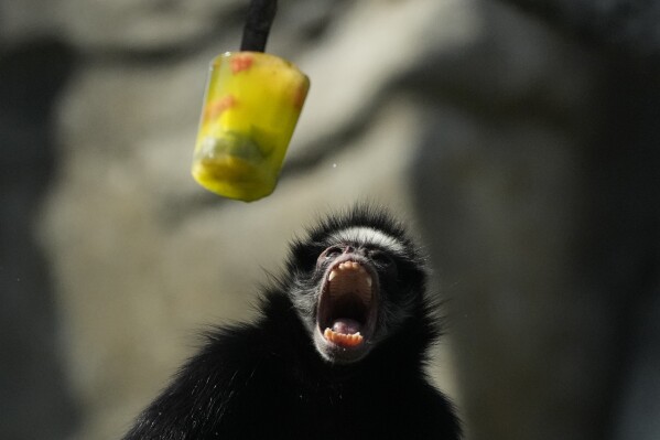 Un mono araña abre la boca mientras le sirven fruta congelada en el BioParque do Rio en medio de una ola de calor en Río de Janeiro, Brasil, el viernes 22 de septiembre de 2023. (AP Foto/Silvia Izquierdo)