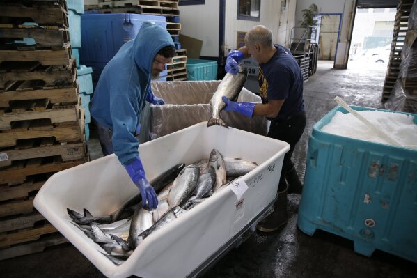 California sails toward biggest salmon harvest in years - The San Diego  Union-Tribune