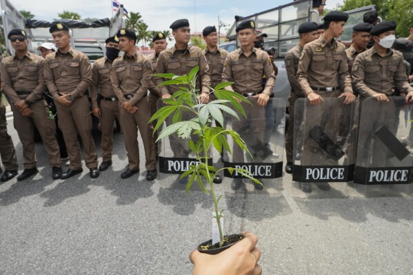 Police stand guard as cannabis activists and entrepreneurs, holding cannabis plant gather in front of Government House in Bangkok, Thailand, Monday, July 8, 2024. Two years after marijuana was decriminalized in Thailand, nearly a hundred of its advocates marched to the prime minister's office Monday to protest a possible ban on general use. (AP Photo/Sakchai Lalit, File)