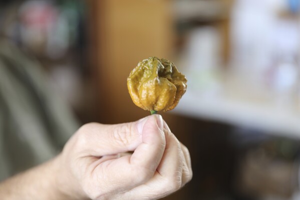 A Pepper X pepper is shown on Tuesday, Oct. 10, 2023, in Fort Mill, S.C. The pepper variety is now the hottest pepper in the world according to the Guinness Book of World Records (AP Photo/Jeffrey Collins)