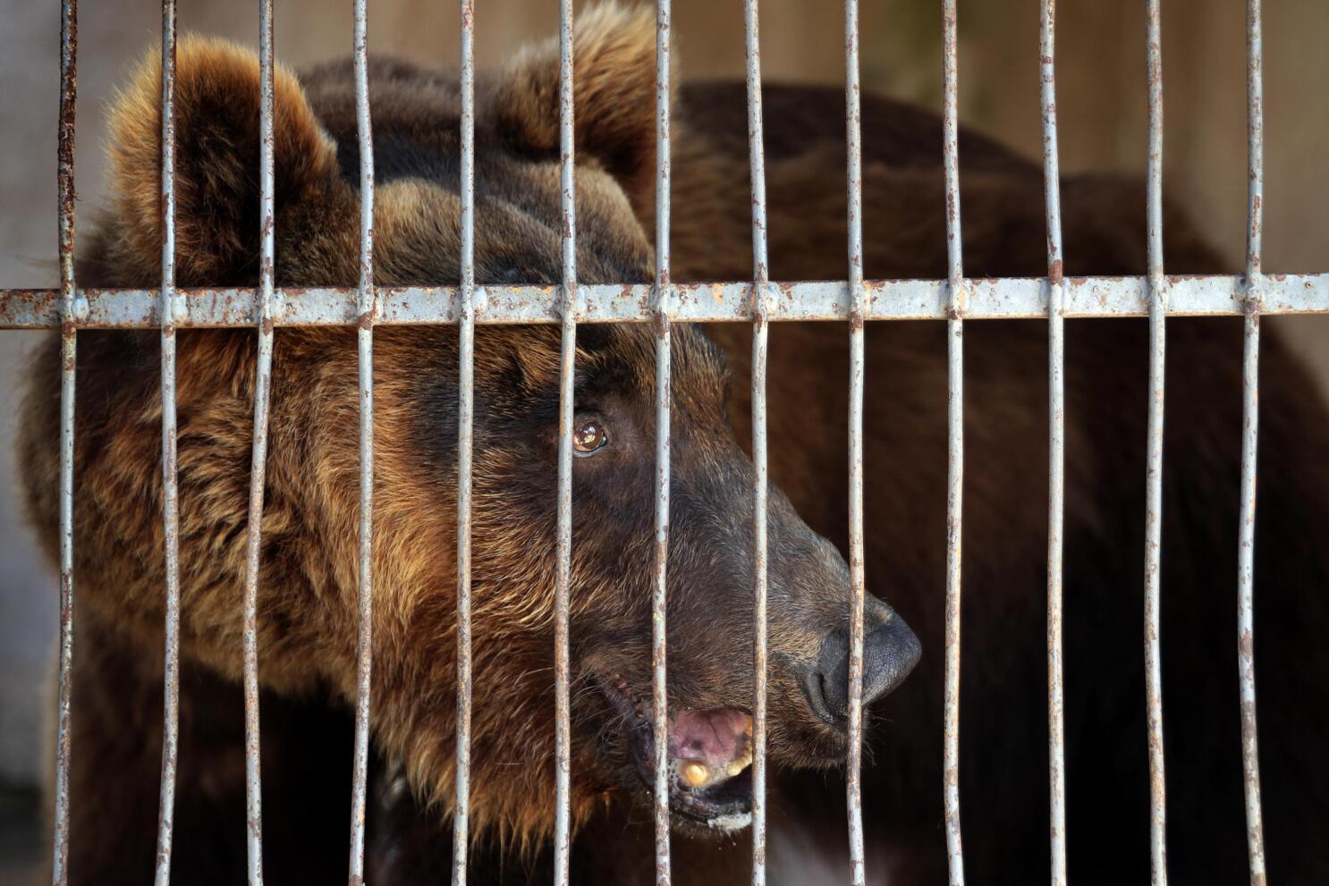 Syrian brown bears: Unveiling a hidden side of the Middle East