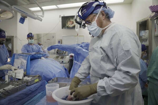 Dr. Robert Montgomery, director of NYU Langone’s transplant institute, prepares a pig kidney for transplant into a brain-dead man in New York on July 14, 2023. Researchers around the country are racing to learn how to use animal organs to save human lives. (AP Photo/Shelby Lum)