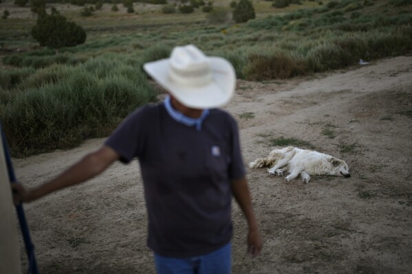 A sheepdog rests as Jay Begay fills up a burlap sack with mohair at his home Wednesday, Sept. 6, 2023, in the community of Rocky Ridge, Ariz., on the Navajo Nation. Climate change, permitting issues and diminishing interest among younger generations are leading to a singular reality: Navajo raising fewer sheep. (AP Photo/John Locher)