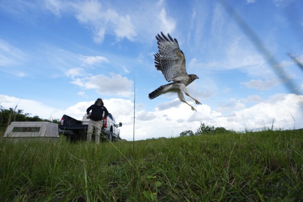Gregory Evans, an employee of the Miccosukee Tribe's Fish and Wildlife Department, watches as a rehabilitated red-shouldered hawk he released takes flight, on the Miccosukee Indian Reservation in the Florida Everglades, Monday, Sept. 9, 2024. The tribe partners with the South Florida Wildlife Center to rehome rescued and rehabilitated animals from native species such as raccoons, screech owls and squirrels. Populations of small mammals in the Everglades have been decimated by flooding, habitat loss and the proliferation of invasive pythons. (AP Photo/Rebecca Blackwell)