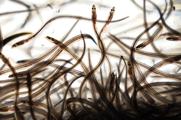 FILE - Baby eels swim in a tank after being caught in the Penobscot River in Brewer, Maine, on May 15, 2021. The tiny fish are crucial to the worldwide sushi supply chain and they are caught only by Maine fishermen. Often, they're worth more than $2,000 per pound. (AP Photo/Robert F. Bukaty, files)