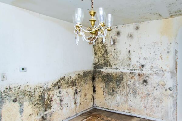 When the humidity levels rise, mould is more likely to grow in the home.