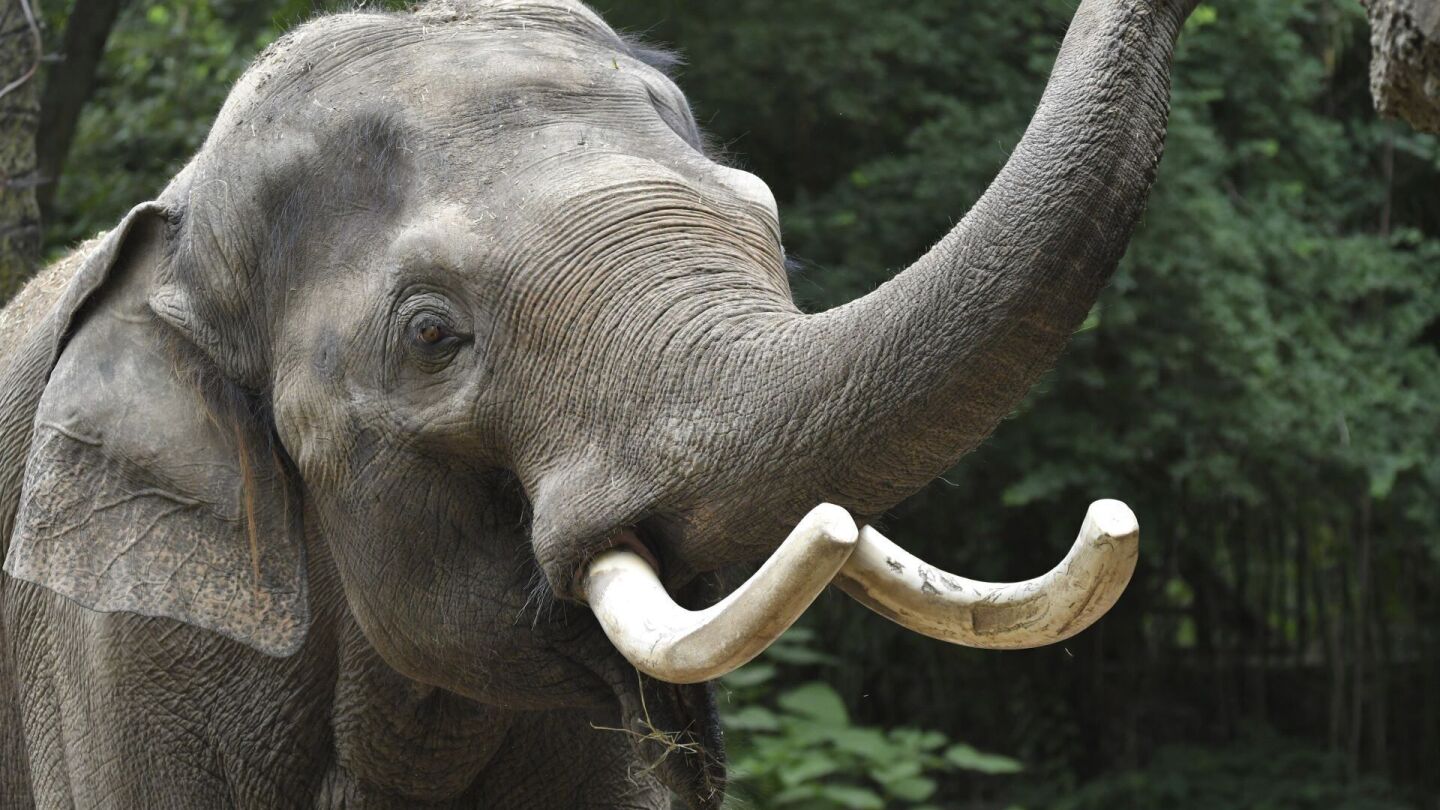 Слонът Раджа, голямо привличане в зоологическата градина в Сейнт Луис, се мести в Кълъмбъс, за да размножава