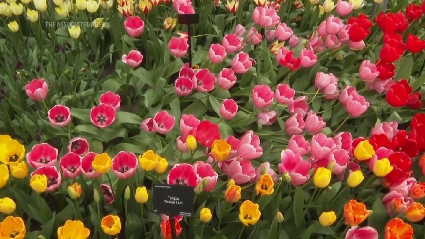 Pimpandhost tulips $^ 