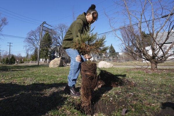 Gianna Holliday carries a sequoia tree seedling to plant in Detroit, Friday, March 21, 2025. (AP Photo/Paul Sancya)