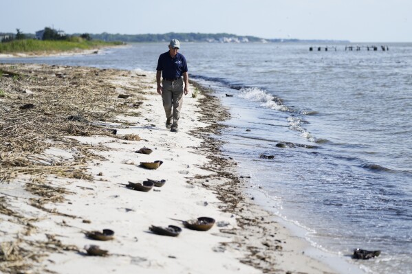 Lawrence Niles, an independent wildlife biologist with the Wildlife Restoration Partnerships, walks on Reeds Beach in Cape May Court House, N.J., Tuesday, June 13, 2023. (AP Photo/Matt Rourke)