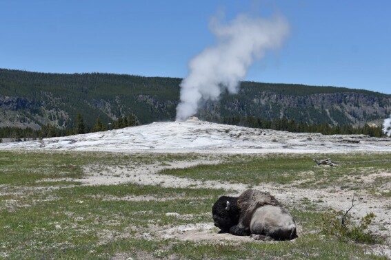 FILE - A bison lies down on the ground in front of the Old Faithful geyser in Yellowstone National Park, Wyo., on June 22, 2022. An Arizona woman who was gored by a bison in Yellowstone on Monday, July 17, 2023, has said 'yes' to her boyfriend's hospital proposal. Chris Whitehill said he had planned to propose to Amber Harris in the park. (AP Photo/Matthew Brown, File)