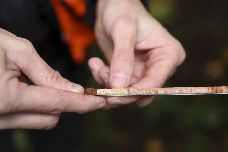 Christine Buhl, forest health specialist for the Oregon Department of Forestry, holds a tree core from a dead Western Red Cedar, showing healthier rings toward the right of the sample and more drought-affected rings to the left, at Magness Memorial Tree Farm in Sherwood, Ore., Wednesday, Oct. 11, 2023. As native trees in the Pacific Northwest die off due to climate change, the U.S. Forest Service and others are turning to a strategy called "assisted migration." (AP Photo/Amanda Loman)