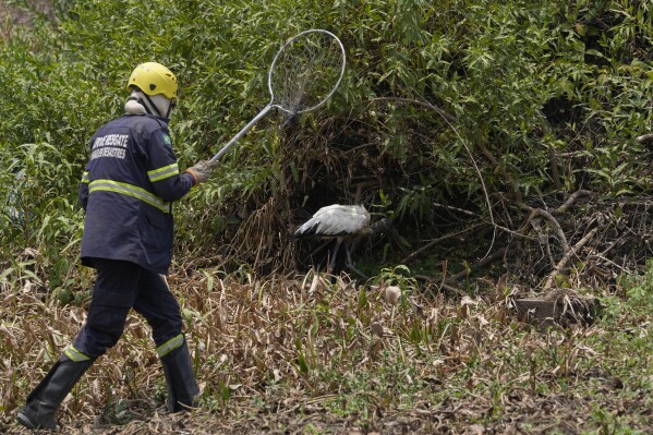 A veterinarian tries to rescue an injured bird in an area surrounded by wildfires near the Transpantaneira, also known as MT-060, a road that crosses the Pantanal wetlands, near Pocone, Mato Grosso state, Brazil, Thursday, Nov. 16, 2023. (AP Photo/Andre Penner)