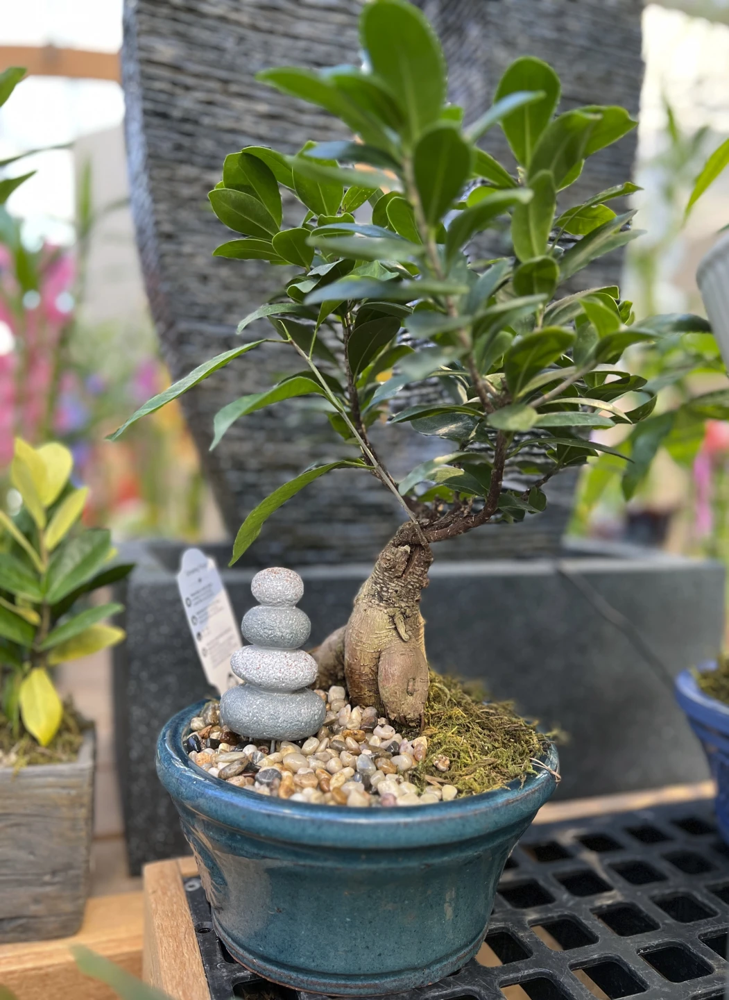 Un bonsai de ginseng ficus en exhibición