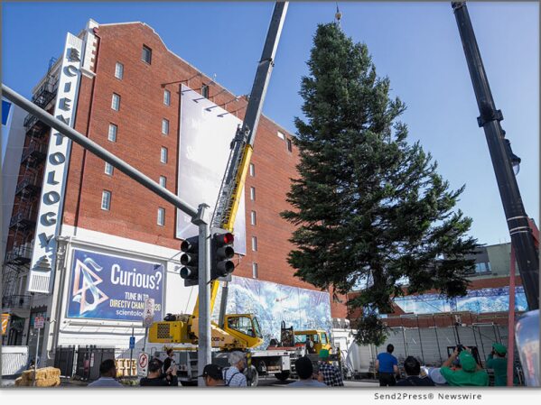 HOLLYWOOD, Calif., Nov. 22, 2023 (SEND2PRESS NEWSWIRE) -- The Hollywood Christmas season got off to a great start November 20 with the arrival of a giant Christmas tree to mark the 40th Anniversary of L. Ron Hubbard's Winter Wonderland. Passersby on the Hollywood Walk of Fame watched in awe as the 6,000-pound giant grand fir was hoisted into place next to the Church of Scientology Los Angeles Information Center by a 40-ton crane at the end of its 900-mile journey from Sheridan, Oregon.