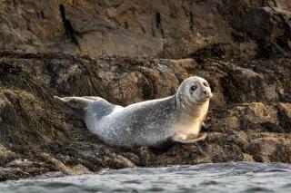 A grey seal lounges on a small island in Casco Bay, Tuesday, Sept. 15, 2020, off Portland, Maine. The federal government announced Wednesday, July 20, 2022 it is conducting a special investigation into seal deaths in Maine. About 150 of the animals have been stranded this summer, and avian flu appears to be the key reason. (AP Photo/Robert F. Bukaty, File)