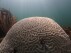 In this image provide by NOAA, the sun shines on coral showing sign of bleaching at Cheeca Rocks off the coast of Islamorada, Fla., on July 23, 2023. Scientists have seen devastating effects from prolonged hot water surrounding Florida — coral bleaching and some death. (Andrew Ibarra/NOAA via AP)