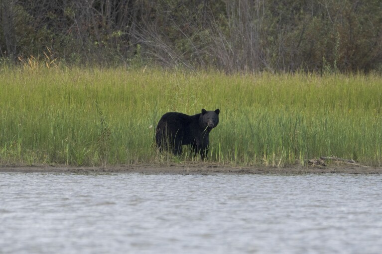 A black bear appears on the shores of Lake Athabasca near Fort Chipewyan, Canada, on Sunday, Sep. 3, 2023. (AP Photo/Victor R. Caivano)