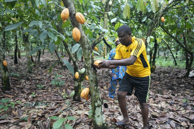 Saheed Arisekola, a farmer, harvests cocoa pods at a farm inside the conservation zone of the Omo Forest Reserve in Nigeria, Monday, Oct. 23, 2023. (AP Photo/Sunday Alamba)