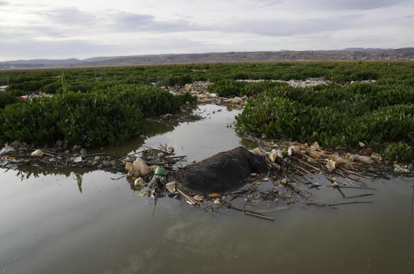A donkey lies dead amid trash floating in the Katari River which flows into Titicaca Lake, in Chojasivi, Bolivia, Friday, Nov. 5, 2021. According to Juan Carlos Lopez, who is responsible for the Environment and Water in the nearby municipality of Pucarani, said the water pollutes crops and kills livestock. (AP Photo/Juan Karita)