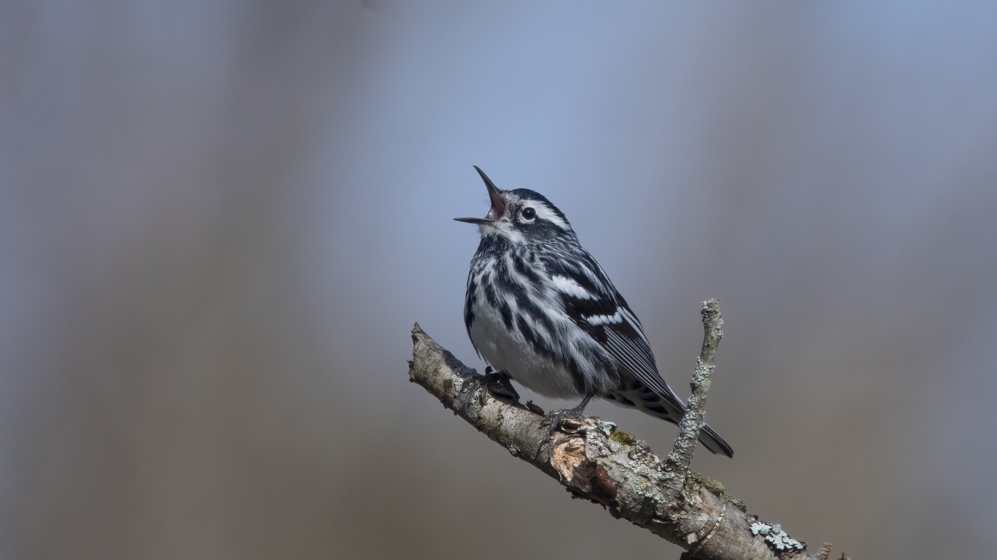How to turn down the volume and protect wildlife in your yard and garden