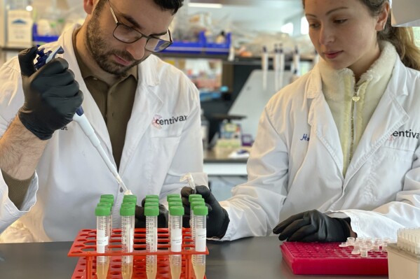 This photo provided by Centivax shows Mark Bellin and Hannah Hirou who are involved in efforts to produce an antivenom to counteract the bites of various snakes, at a lab in South San Francisco, Calif., in 2025. (Centivax via AP)