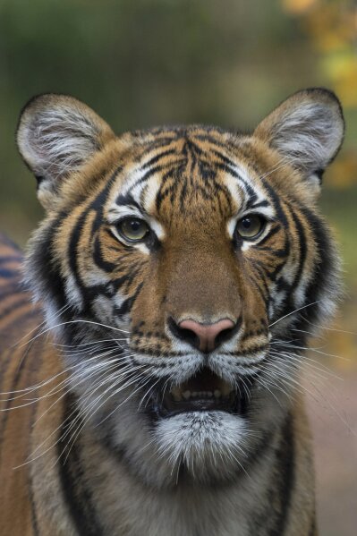 Tiger at NYC Bronx Zoo positive for coronavirus, first known