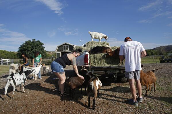 Johanna Fierstein, center, and Erik Denton, right, pet animals at the Selah Carefarm in Cornville, Ariz., Oct. 4, 2022. The farm, just outside the red rocks of Sedona, is a one-of-a-kind patch of land where the grieving can receive counseling and gather with others who've experienced a traumatic loss. (AP Photo/Dario Lopez-Mills)