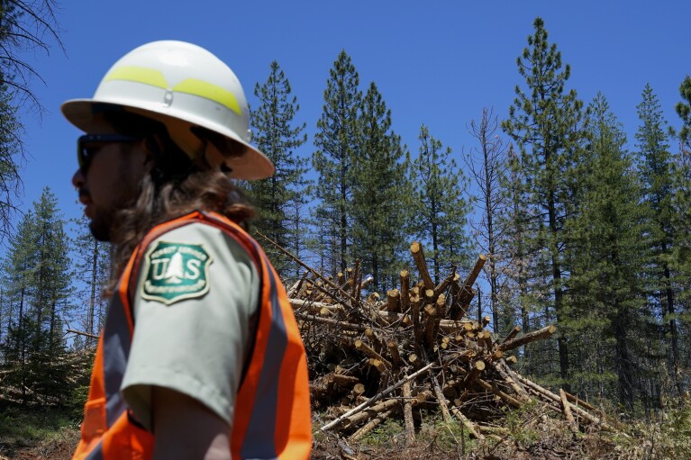 Tahoe National Forest supervisor Eli Ilano, foreground, walks past a pile of cut down trees, Tuesday, June 6, 2023, near Camptonville, Calif. "The forests as we know them in California and across the West, they're dying," Ilano said. (AP Photo/Godofredo A. Vásquez)