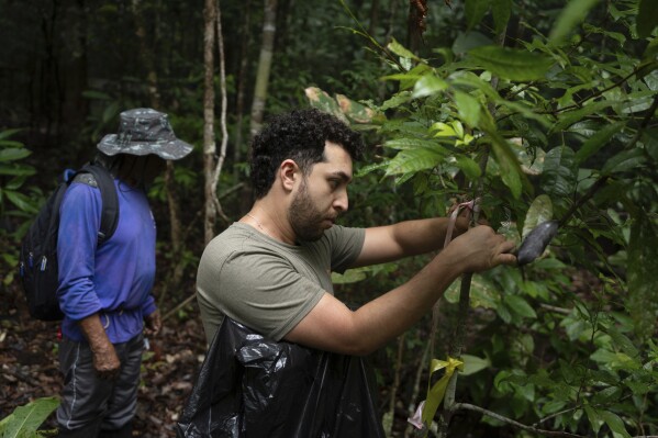 University of Exeter researcher Mateus Cardoso Silva works in the forest at the Esecaflor project in Caxiuana National Forest, Para state, Brazil, Thursday, March 20, 2025. (AP Photo/Jorge Saenz)