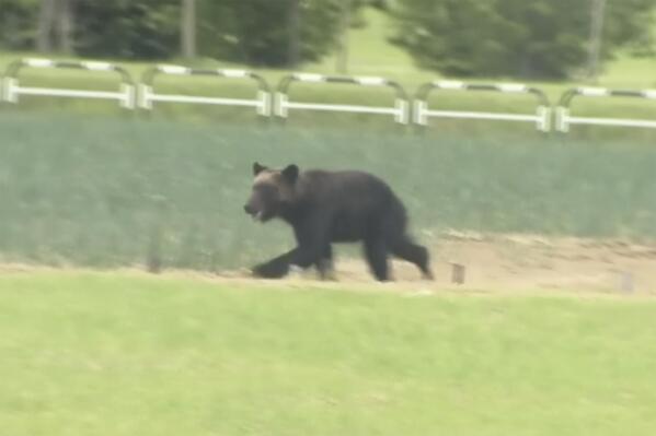 In this image made from a video, a brown bear runs on a field in Sapporo, northern Japan Friday, June 18, 2021. The wild brown bear on the loose all night in the city wounded four people, entered a military camp and disrupted flights at the airport Friday before being shot and killed by authorities. (NTV via AP)