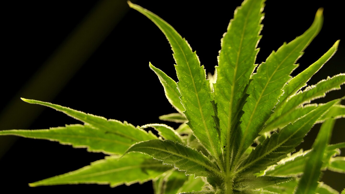 US DEA will reclassify marijuana, ease restrictions, AP sources say