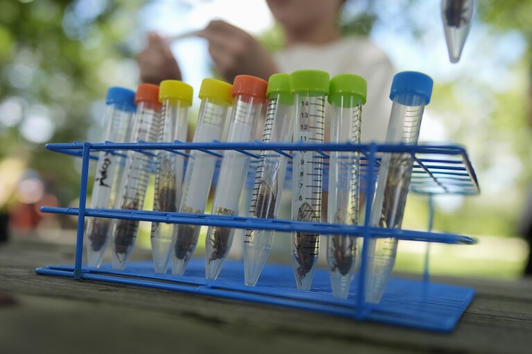 Test tubes containing live periodical cicadas infected with the Massospora cicadina fungus are ready for field processing at Morton Arboretum on Thursday, June 6, 2024, in Lisle, Ill. West Virginia University mycology professor Matt Kasson is tracking the fungus, the only one on Earth that makes amphetamine. It takes control over the cicada, makes them hypersexual, looking to spread the parasite as a sexually transmitted disease. (AP Photo/Carolyn Kaster)