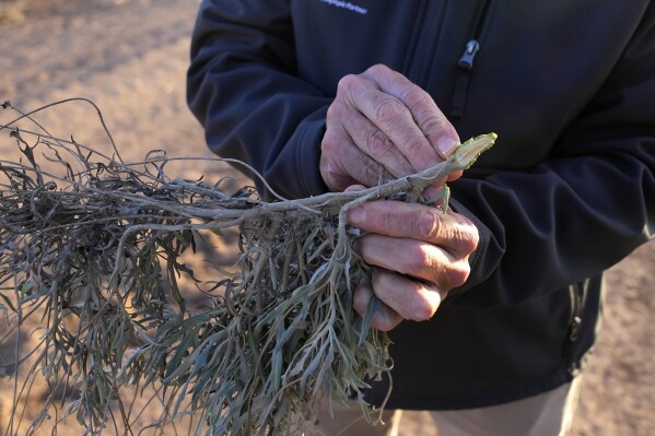 David Dierig holds a guayule plant at the Bridgestone Bio Rubber farm Monday, Feb. 5, 2024, in Eloy, Ariz. Guayule thrives amidst drought, its leaves set apart from dry dirt at a research and development farm operated by the tire company Bridgestone. (AP Photo/Ross D. Franklin)