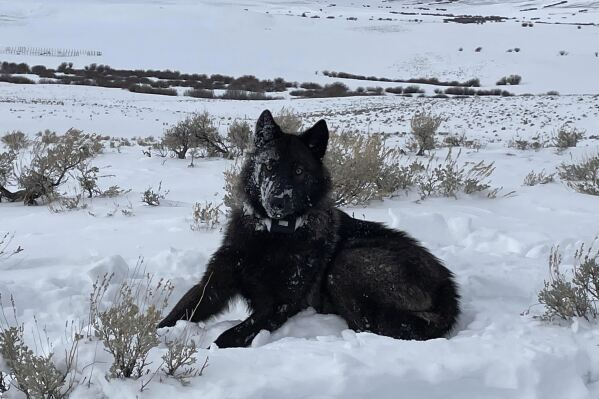 A female wolf pup is seen in North Park, Colo, in this February 2022 photograph. A handful of the predators have wandered into Colorado from Wyoming in recent years. ( Eric Odell/Colorado Parks and Wildlife via AP)