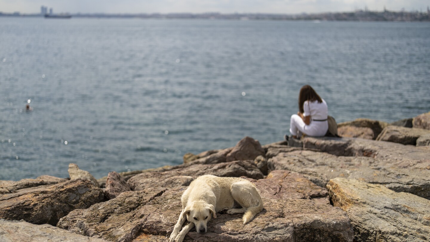 A committee approves bill to regulate Turkey’s stray dog population, raising mass killing fears