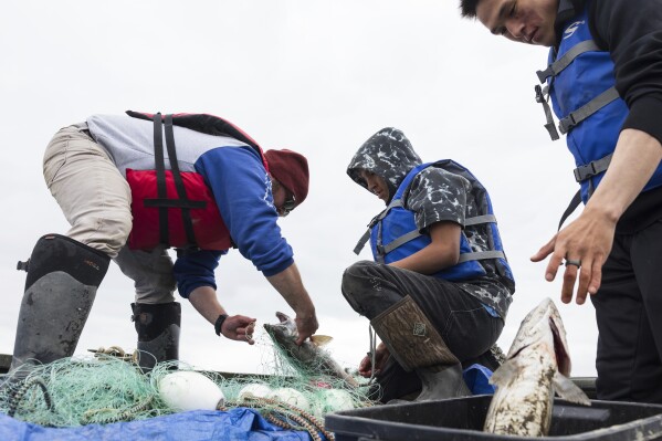 Barron Sample, Principal of the Yup'ik school district hauls salmon captured by fish net on their school district boat on the Kuskokwim River, Saturday, Aug. 19, 2023, in Akiachak, Alaska. (AP Photo/Tom Brenner)