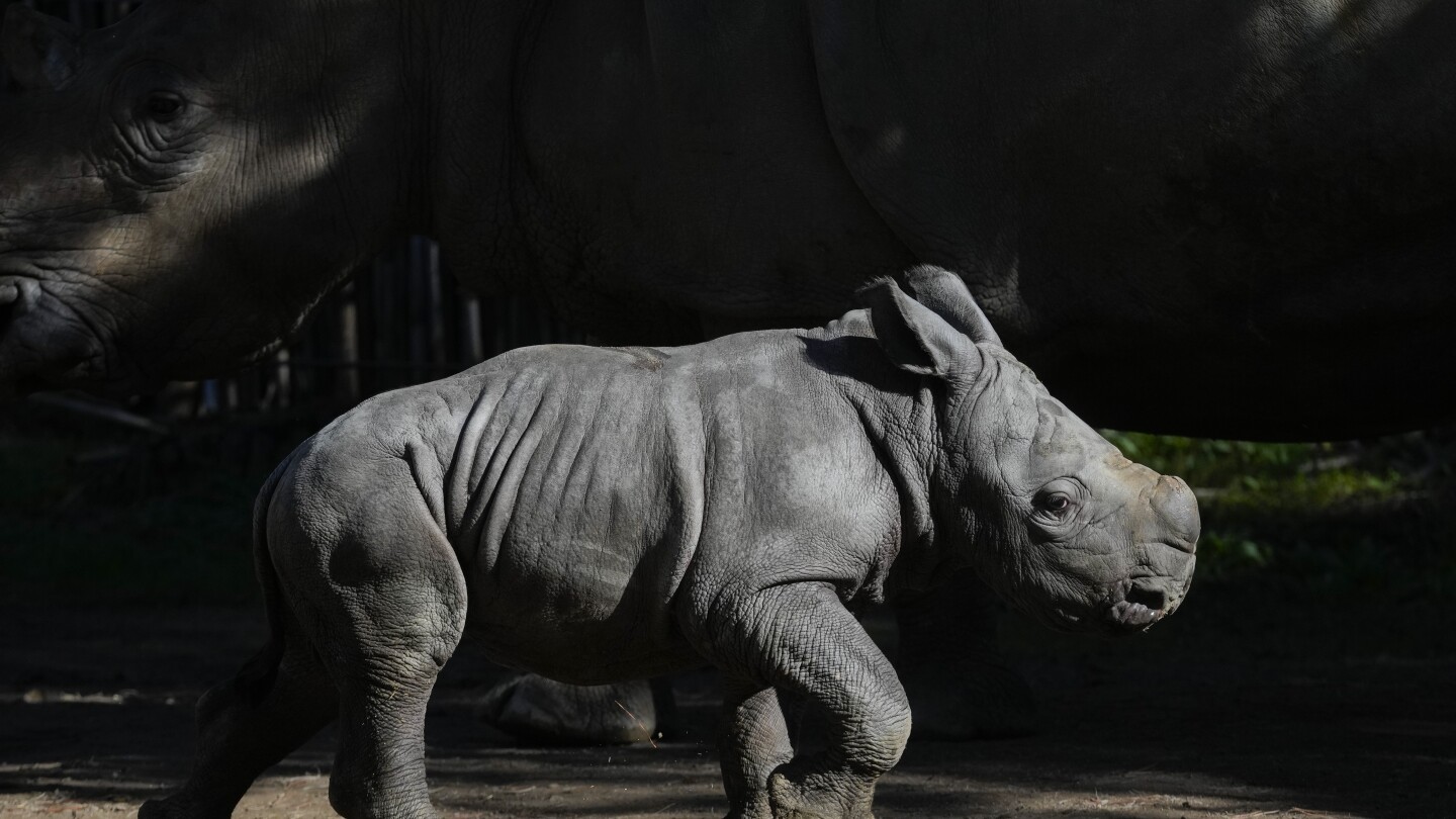 Nace un rinoceronte blanco en un zoológico chileno y mejora especies cercanas