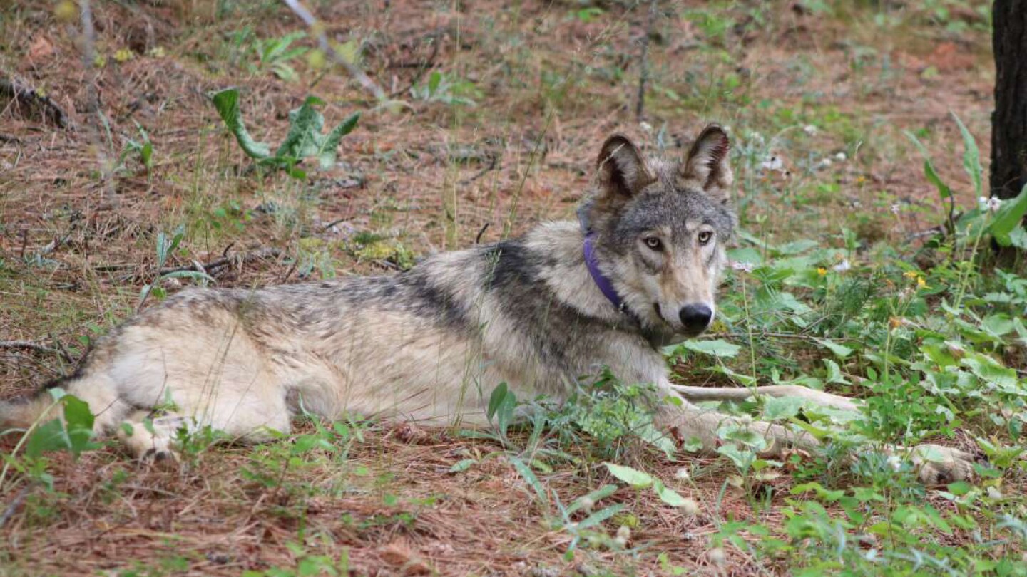 Федералните служби няма да възстановят защитата на вълците в Скалистите планини, западните щати, предлагат национален план за възстановяване