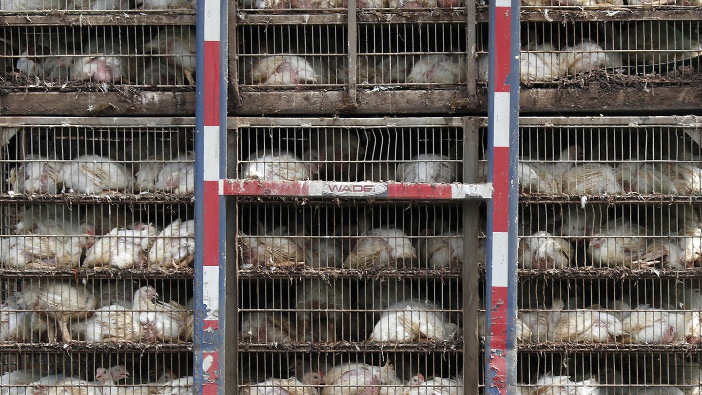 UK worries Brexit could bring ‘chlorinated chicken’ from US