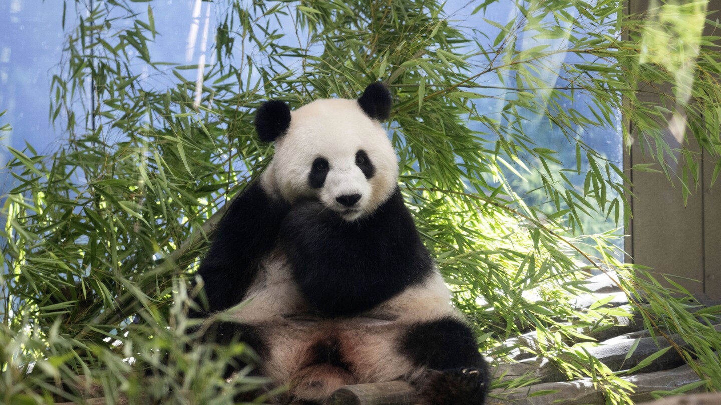Der Berliner Zoo hofft, in Deutschland geborene Große Pandas zu scannen, um die Schwangerschaft zu bestätigen