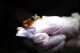 FILE - A researcher holds a Coqui Guajon or Rock Frog (Eleutherodactylus cooki) at a tropical forest in Patillas, Puerto Rico on March 21, 2013. A study published Wednesday, Oct. 4, 2023, in the journal Nature has found that amphibians are the world's most threatened group of vertebrate species. (AP Photo/Ricardo Arduengo, File)